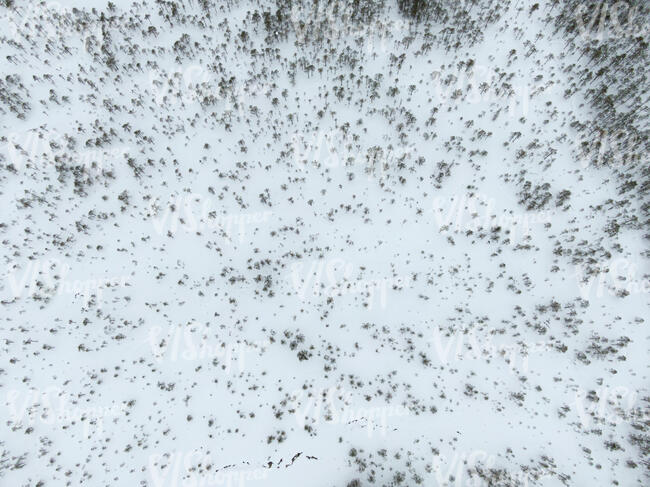 top aerial view of bog forest in winter