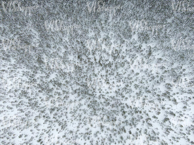 top view of snowy trees