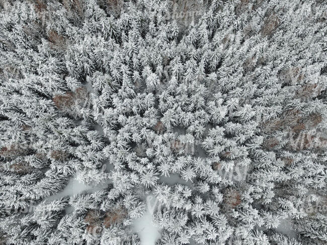 top view of a snowy forest