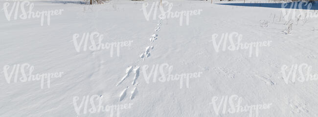 wild field of snow with animal tracks