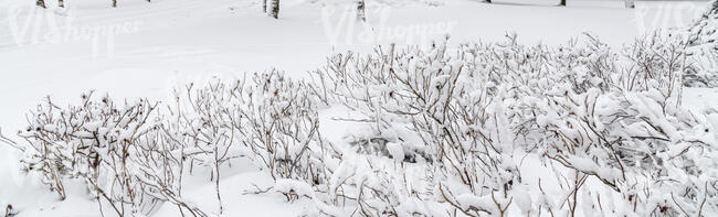 snowy landscape with tall grass