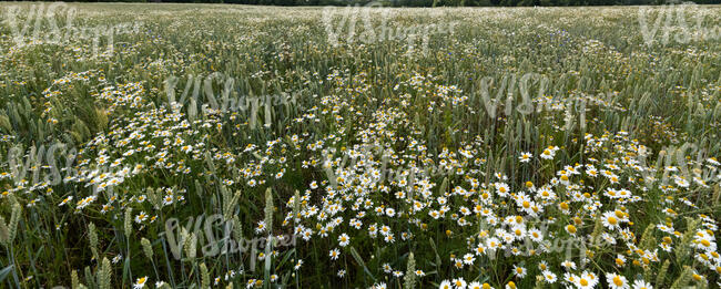 corn field with blooming daisies