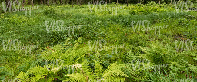 wild landscape with grass and ferns