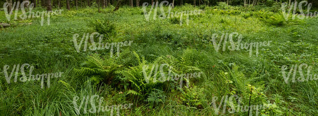 wild grass with ferns