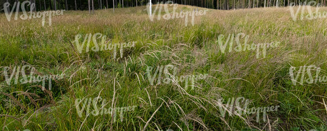 very tall grass