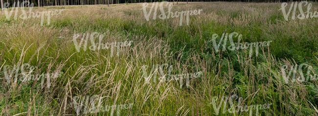 tall grass swaying in the wind