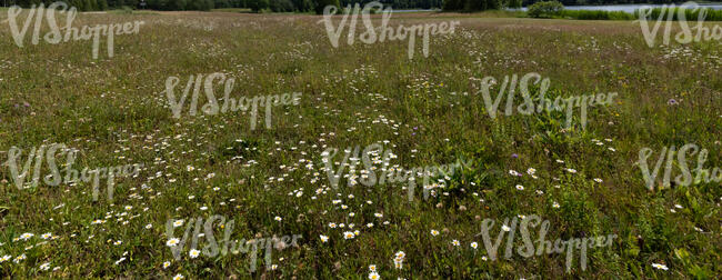 meadow in summer with blooming daisies