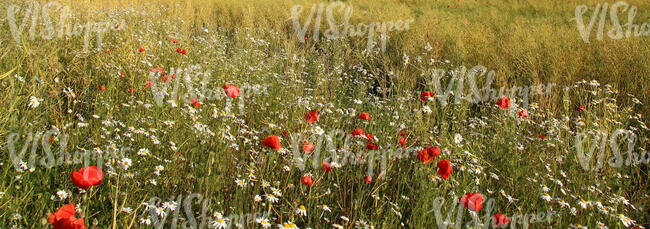 poppies and daisies