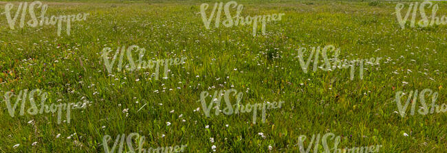 wild grassland with blooming yarrow