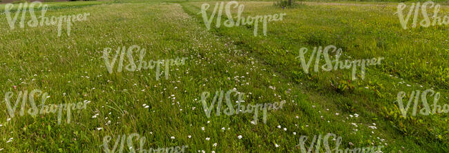 meadow with grassy pathway