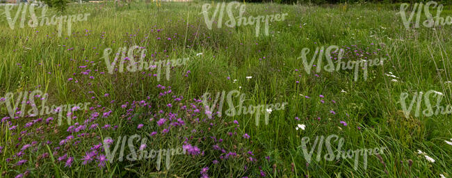 tall grass with yarrow and thistle