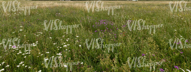 meadow with wild flowers