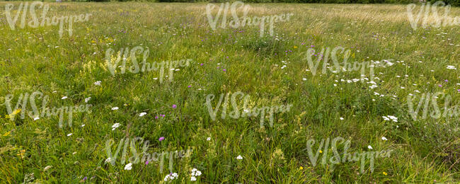 meadow with different wild flowers