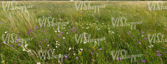 wild grassland with flowers