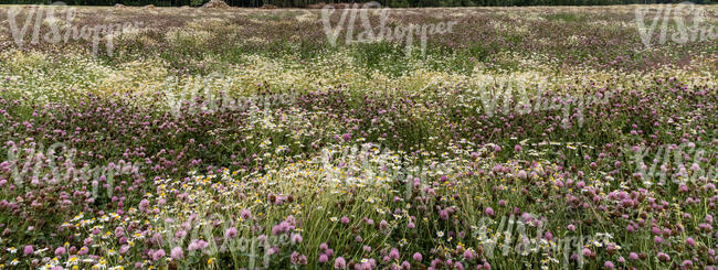 meadow of clover and daisies in full bloom