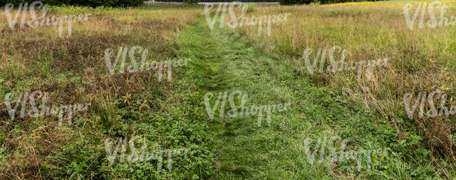 pathway in the field of tall grass
