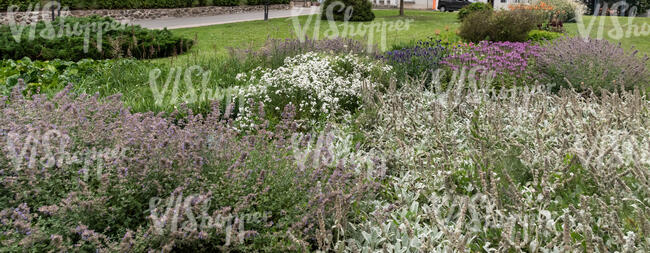 flowerbed of different blooming flowes in foreground