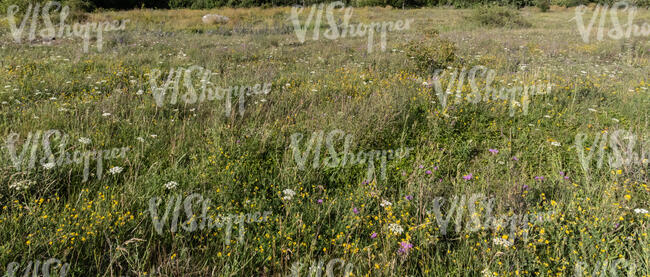 meadow with wild flowers in sunlight