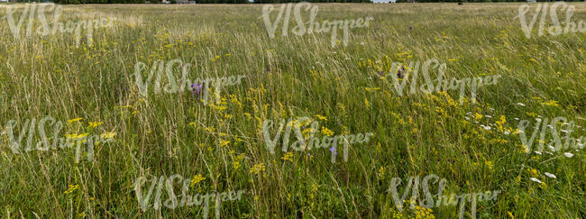 tall grass with yellow yarrow