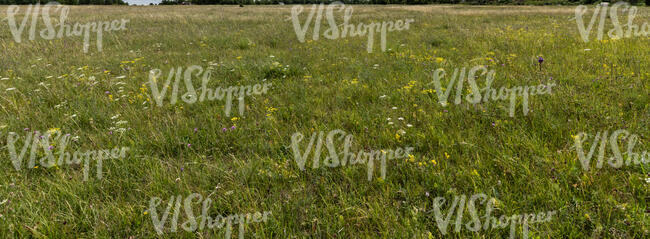 wild meadow in summer