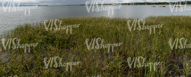 grassy shore