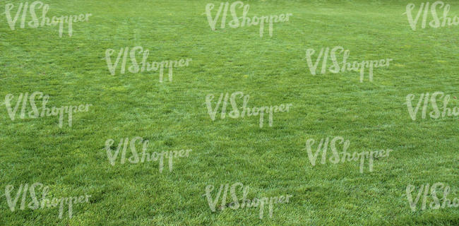 mowed lawn in shade