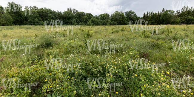 wild landscape with flowers and small trees