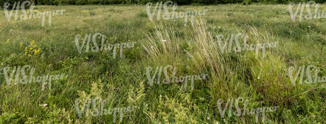 wild tall grass