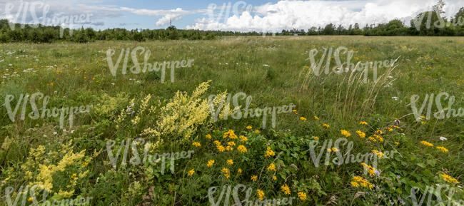 meadow with wild yellow flowers