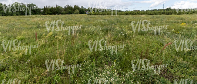 wild grass