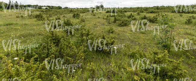 field with small trees and bushes