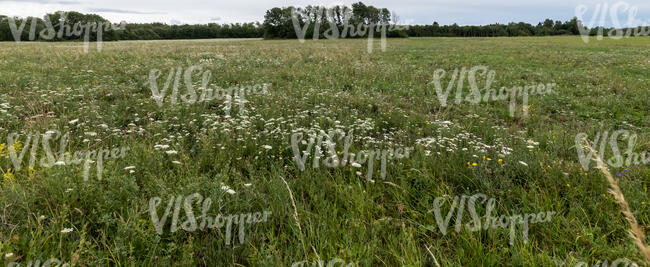 wild grass with blooming yarrow