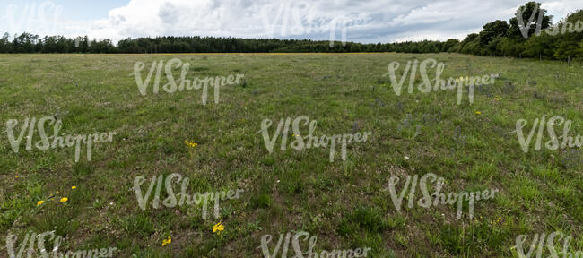 wild field of grass