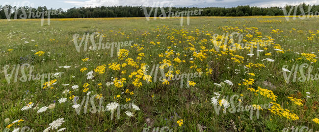 meadow with blooming st john wort