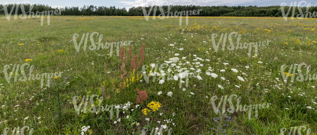 meadow with different wild flowers