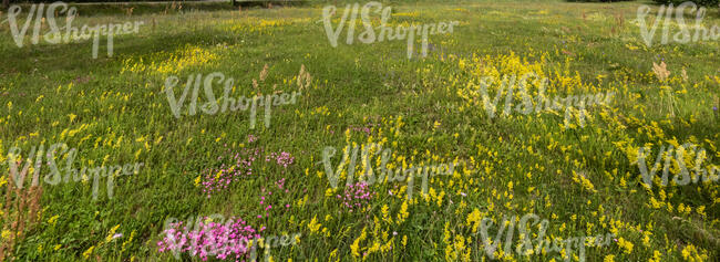 meadow of wild flowers blooming