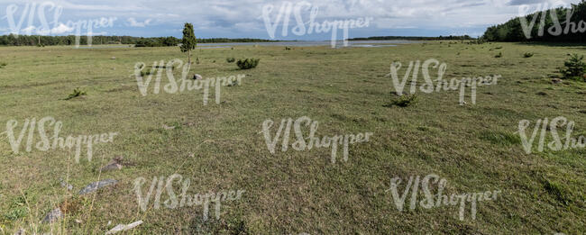 pasture by the shore