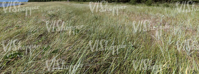 tall grass at the seaside