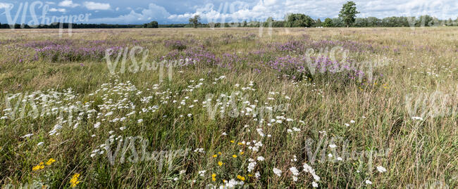 beautiful meadow with blooming flowers