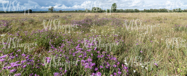 wild meadow with flowers