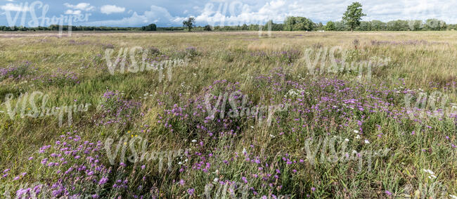 meadow with blooming purple thistle