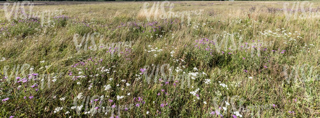 meadow with tall grass and flowers