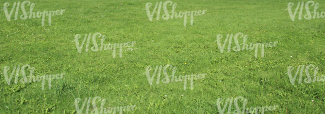 regular mowed lawn