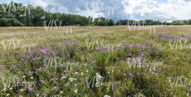meadow in summer in sunlight