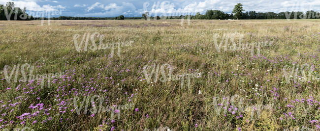 wild meadow in sunlight