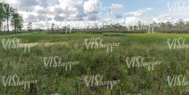 tall grass in bog