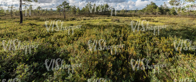 forest ground in a bog