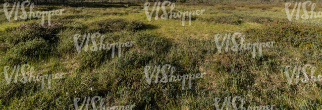 tall grass in wetland