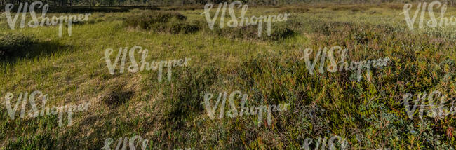 ground with heather in a bog