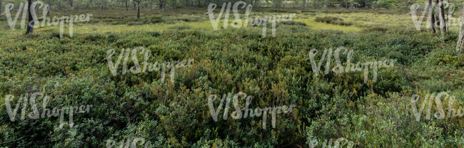 forest floor in a bog